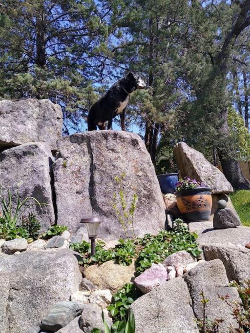 Sleeping Wolf Guest House Oakhurst Exterior foto
